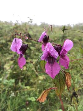 Imagem de Impatiens sulcata Wall.