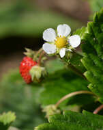 Image of woodland strawberry