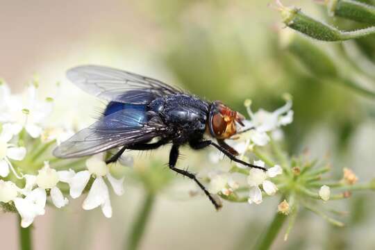 Image of bluebottle blow fly