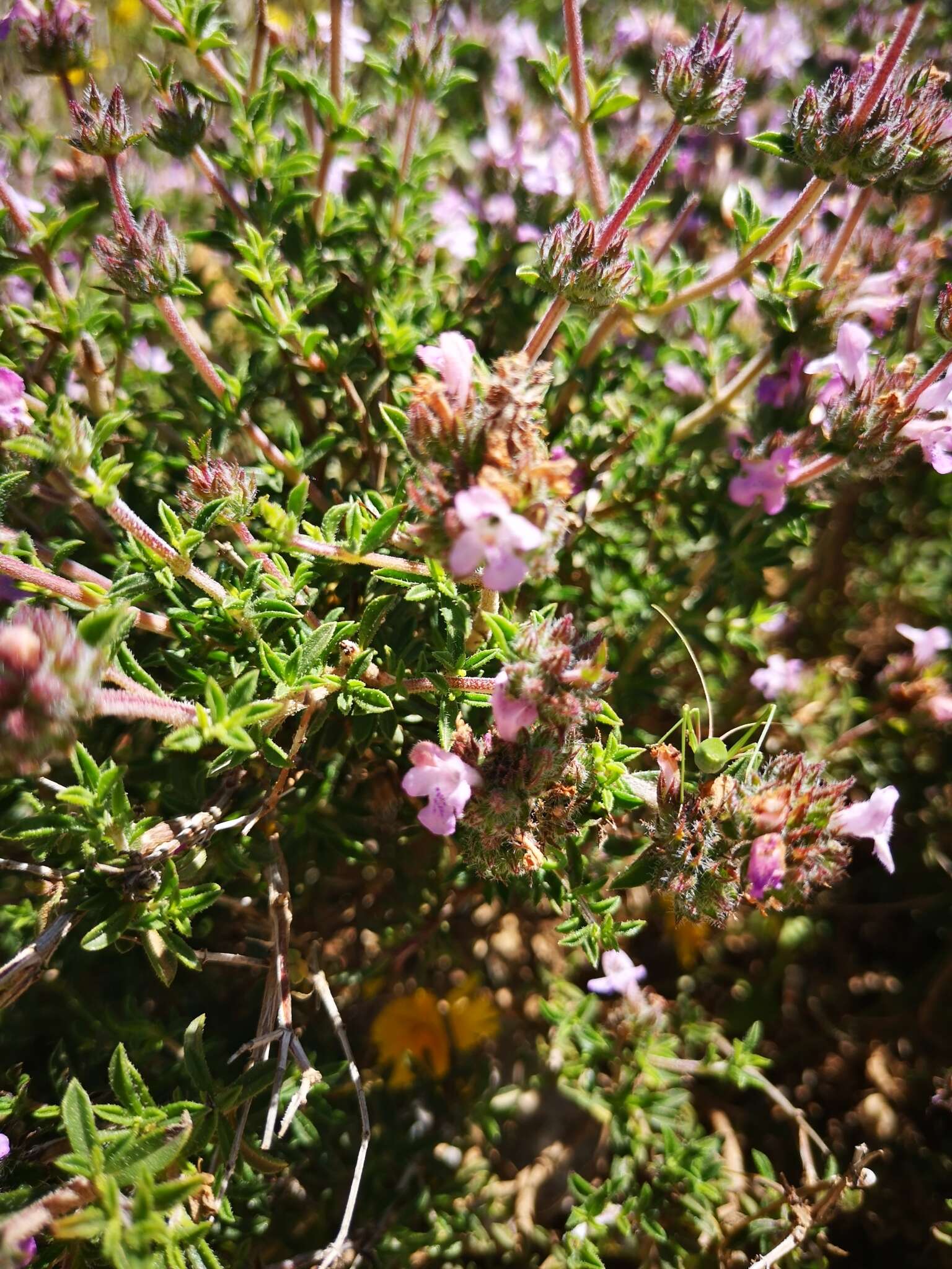 Image of Persian zatar