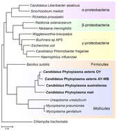 Image of Mollicutes