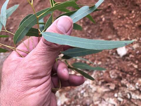 Слика од Eucalyptus crebra F. Müll.