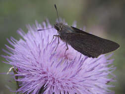 Image of Long-windged Skipper