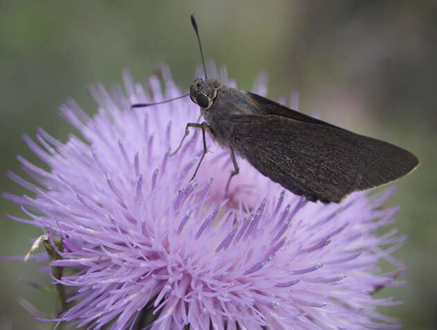 Image of Long-windged Skipper