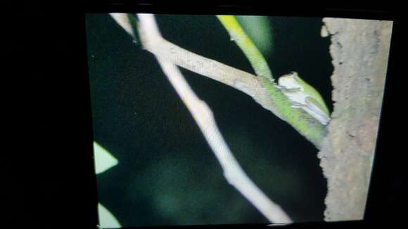 Hyla chinensis Günther 1858的圖片