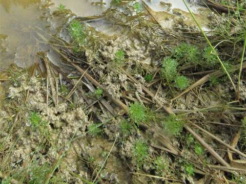 Image of Eastern water-milfoil