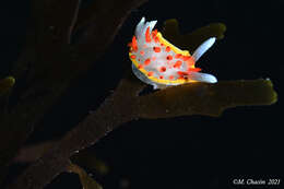 Image of Diaphorodoris papillata Portmann & Sandmeier 1960