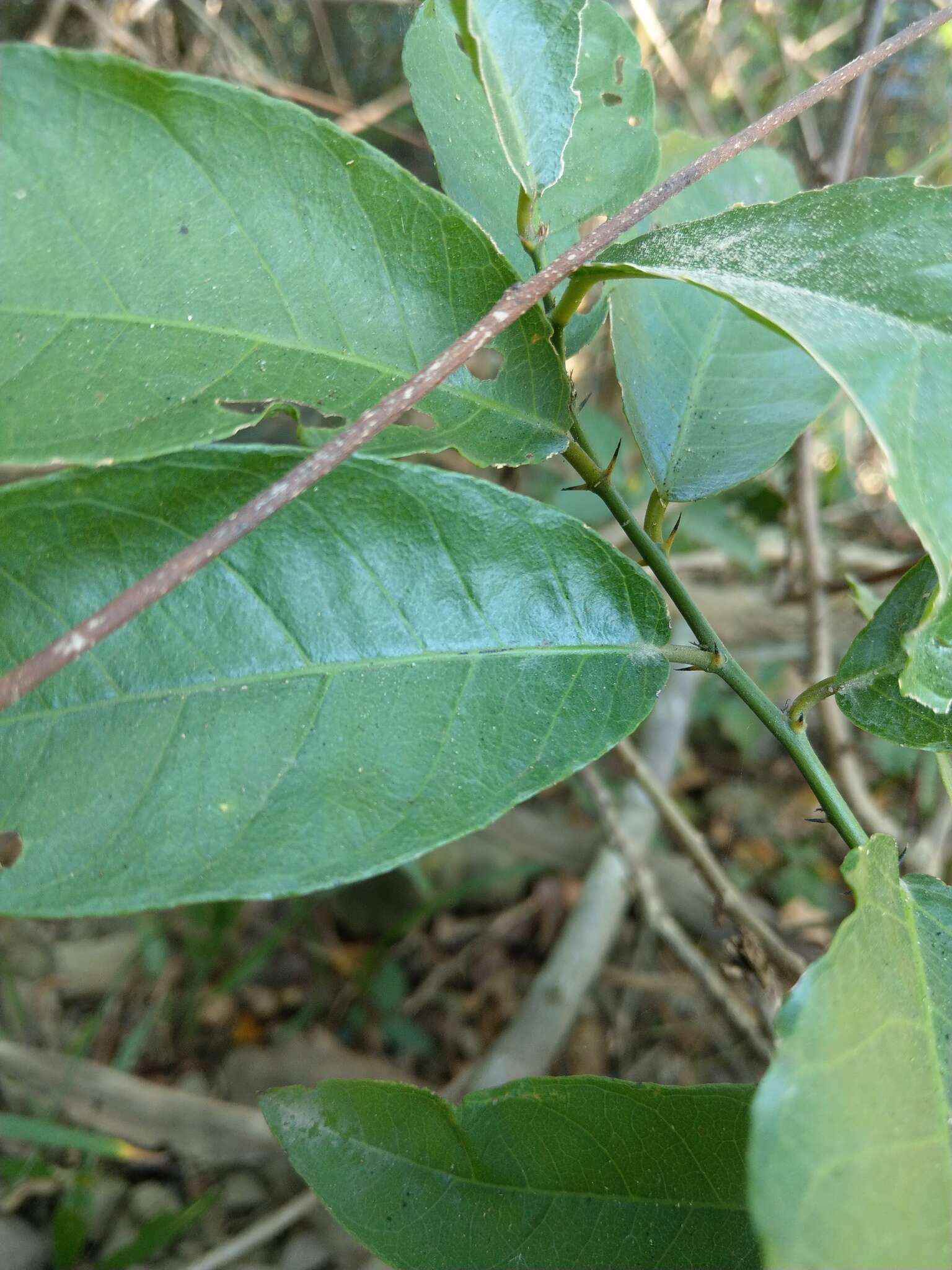 Image of Capparis henryi Matsum.