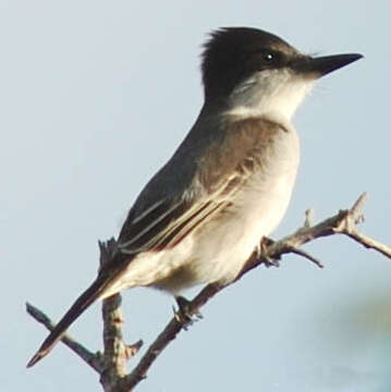 Image of Loggerhead Kingbird