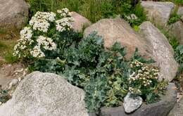 Image of sea kale