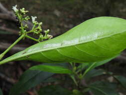 Plancia ëd Psychotria daphnoides A. Cunn. ex Hook.