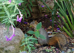 Image of Sciurus subgen. Sciurus Linnaeus 1758