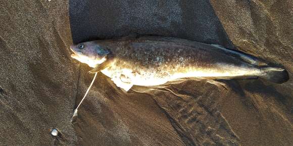 Image of Brazilian codling