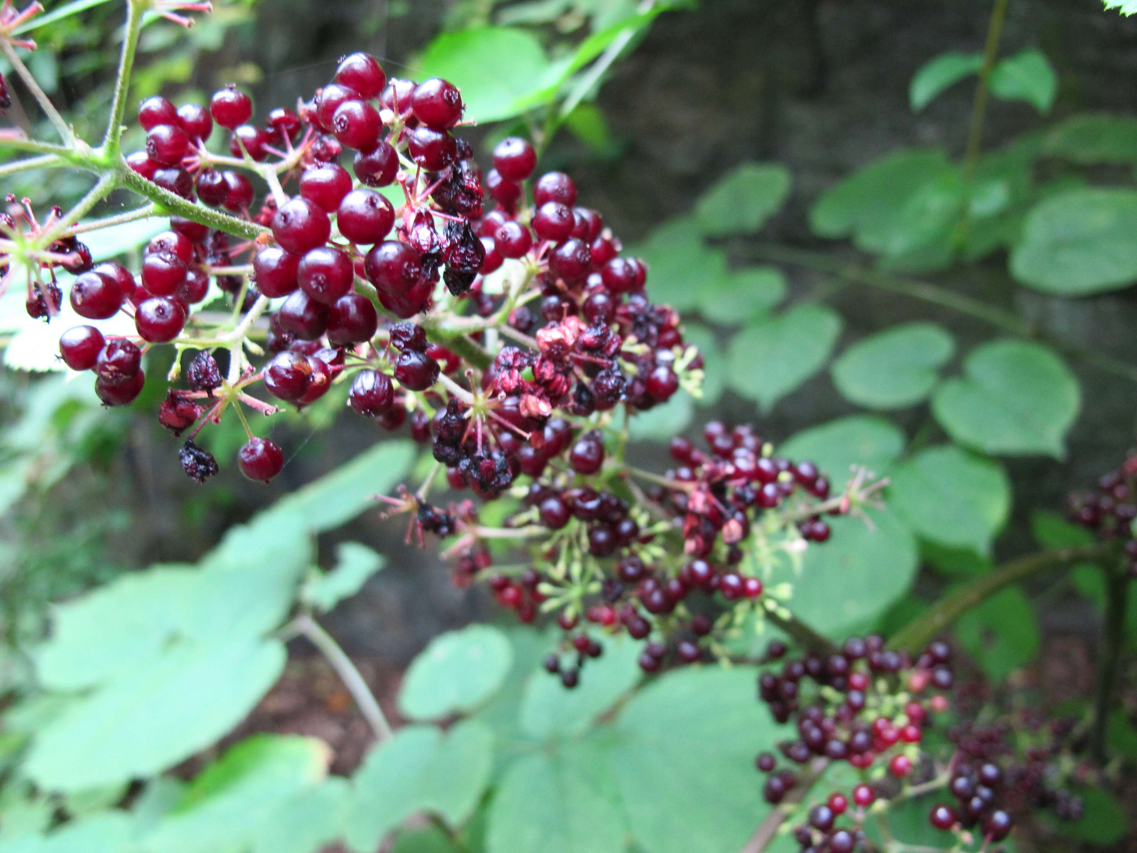 Image of American spikenard