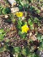 Image of Ranunculus bullatus L.