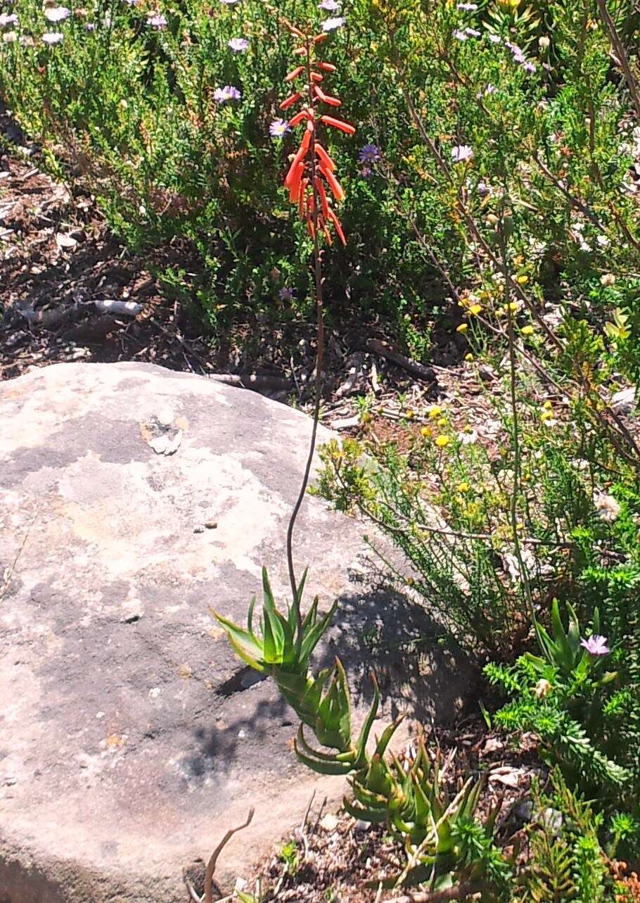 Aloiampelos decumbens (Reynolds) Klopper & Gideon F. Sm. resmi