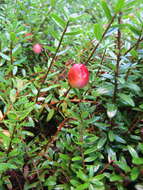 Image of Vaccinium macrocarpon