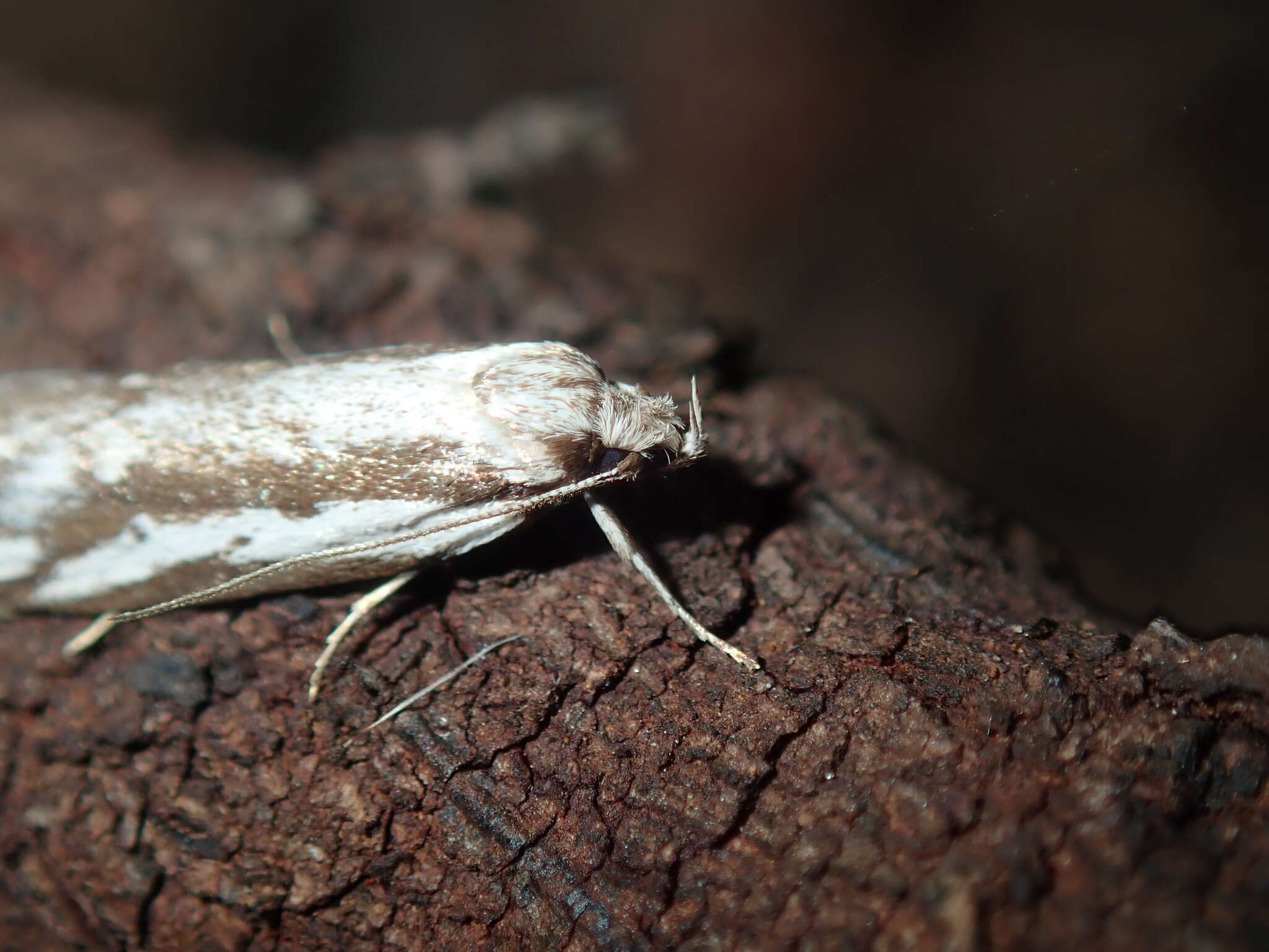 Image of Philobota glaucoptera Meyrick 1884