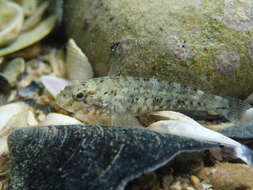 Image of Rock Goby