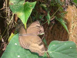 Image of chocolate pansy