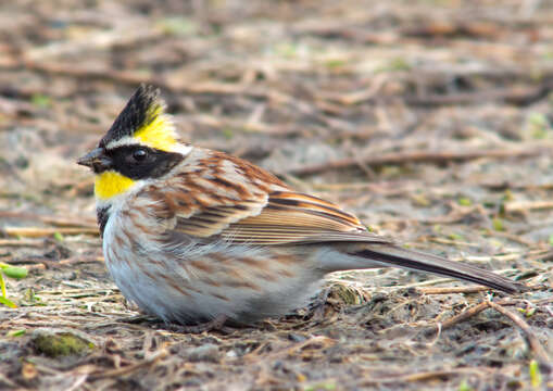 Image of Yellow-throated Bunting