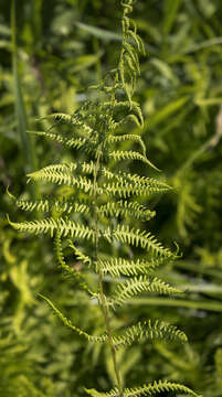 Image of eastern marsh fern