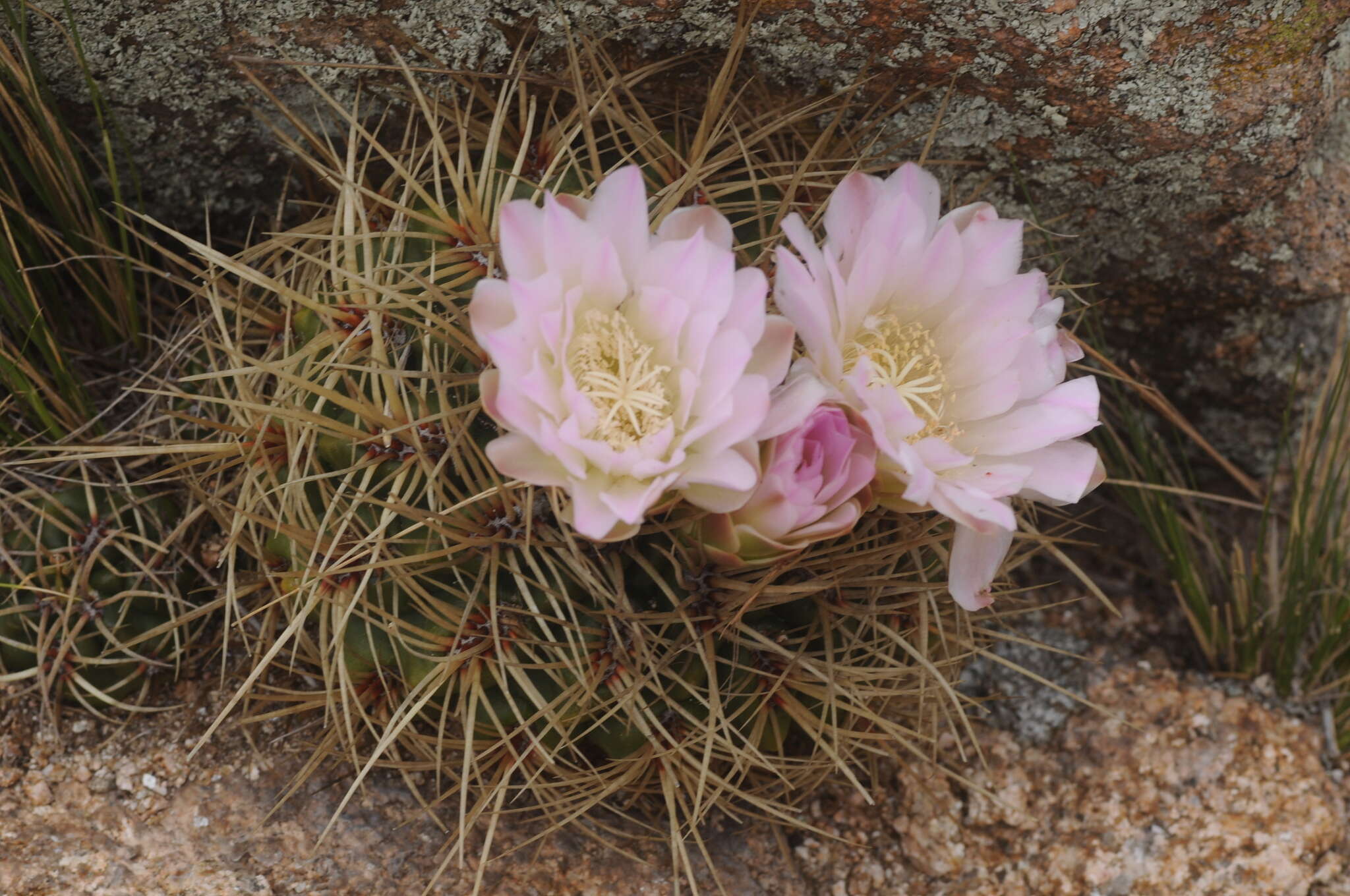 Image of Gymnocalycium monvillei subsp. monvillei