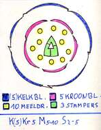 صورة Silene dioica (L.) Clairv.