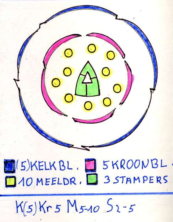 صورة Silene dioica (L.) Clairv.