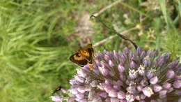 Image of Byssus Skipper