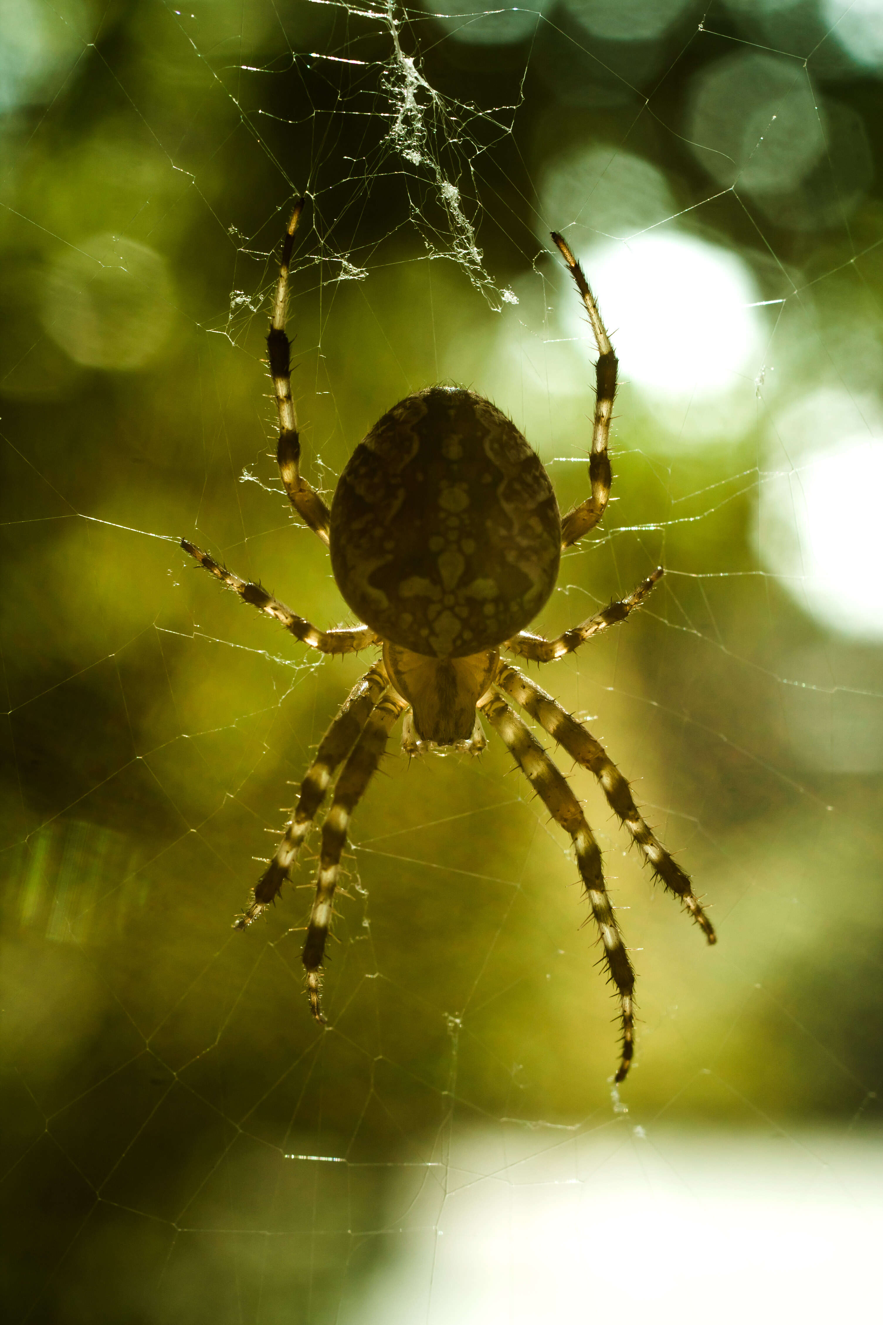 Image of Araneus