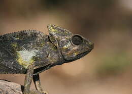 Image of Arabian Chameleon