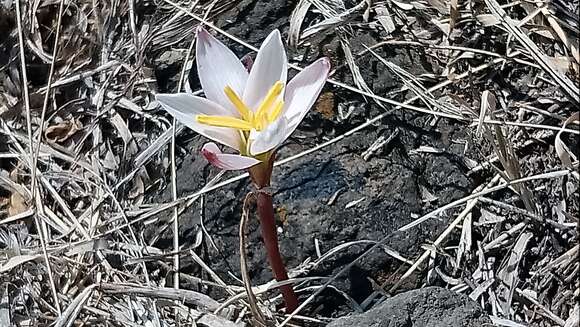 Imagem de Zephyranthes fosteri Traub