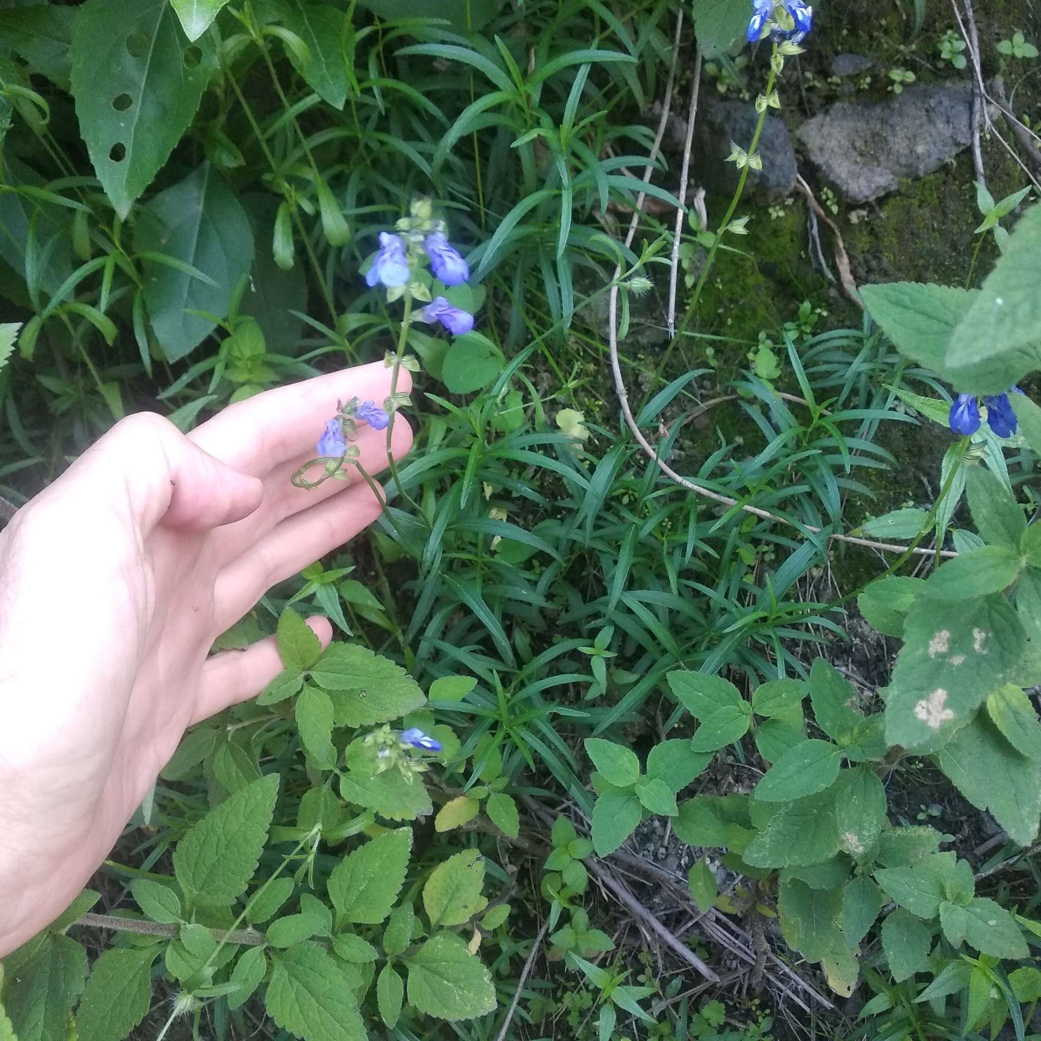 Image of Salvia filifolia Ramamoorthy