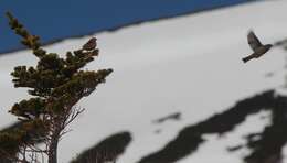 Image of Japanese Accentor