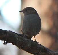 Image of Japanese Accentor