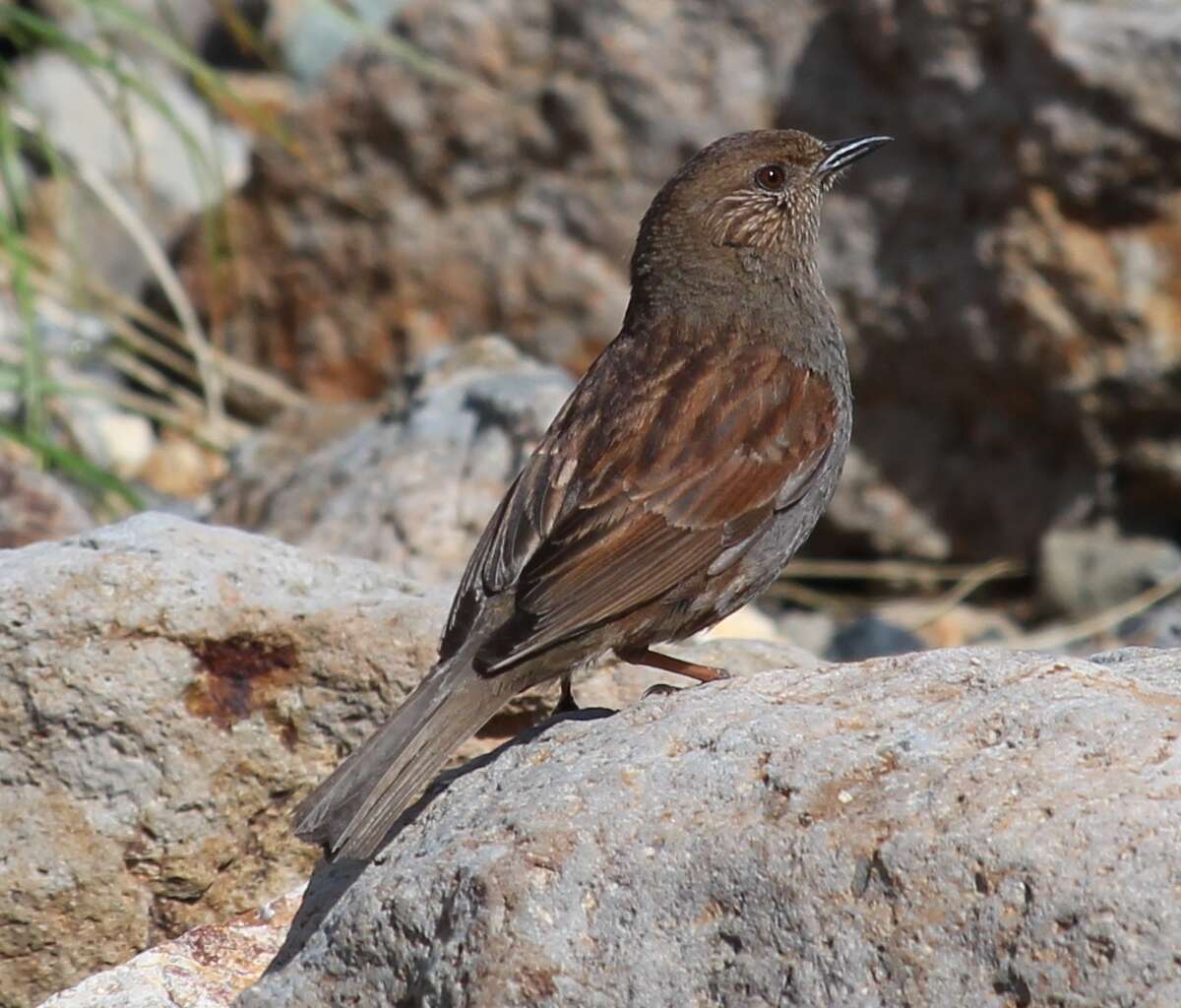 Image of Japanese Accentor