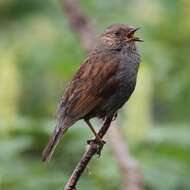 Image of Japanese Accentor