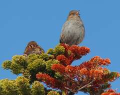 Image of Japanese Accentor