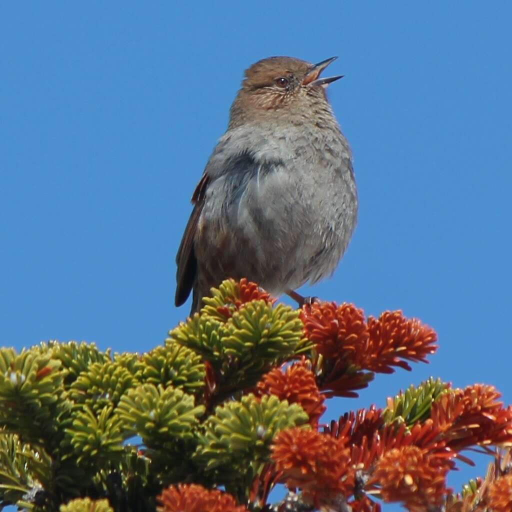 Image of Japanese Accentor