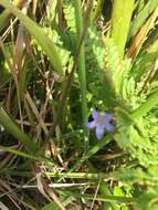 Campanula californica (Kellogg) A. Heller resmi