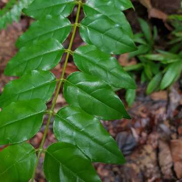 Image of Canthium malayense