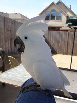 Image of Umbrella Cockatoo