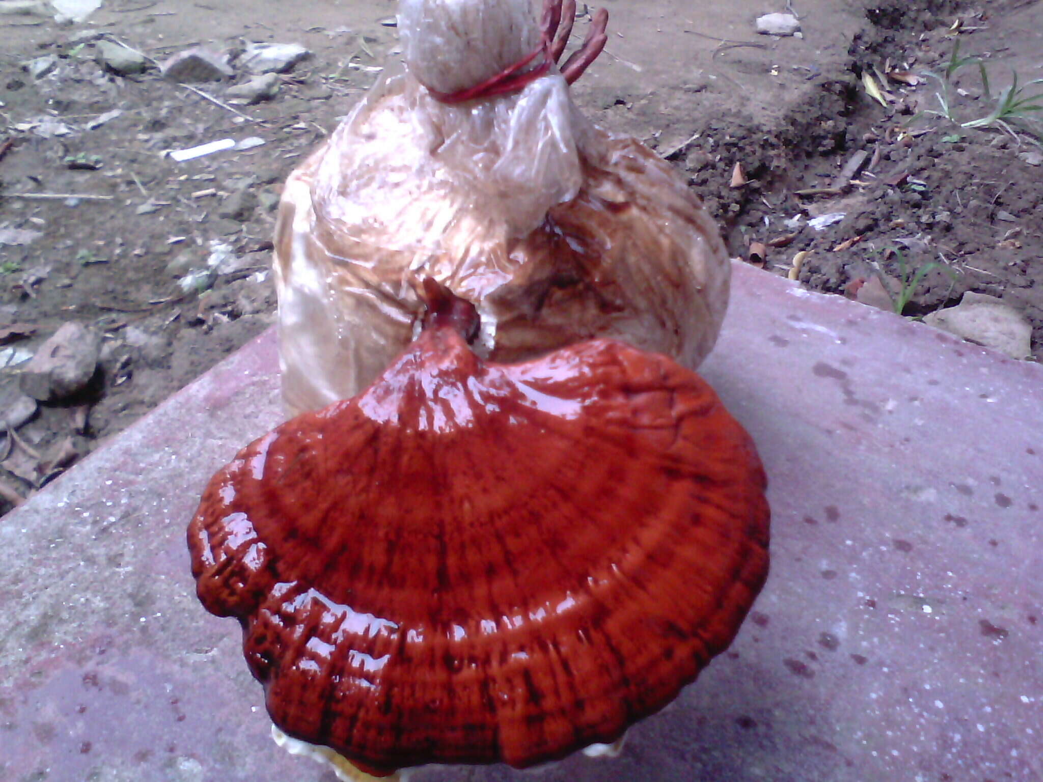 Image of lingzhi mushroom