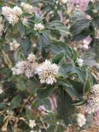 Image de Gomphrena boliviana Moq.