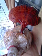 Image of lingzhi mushroom