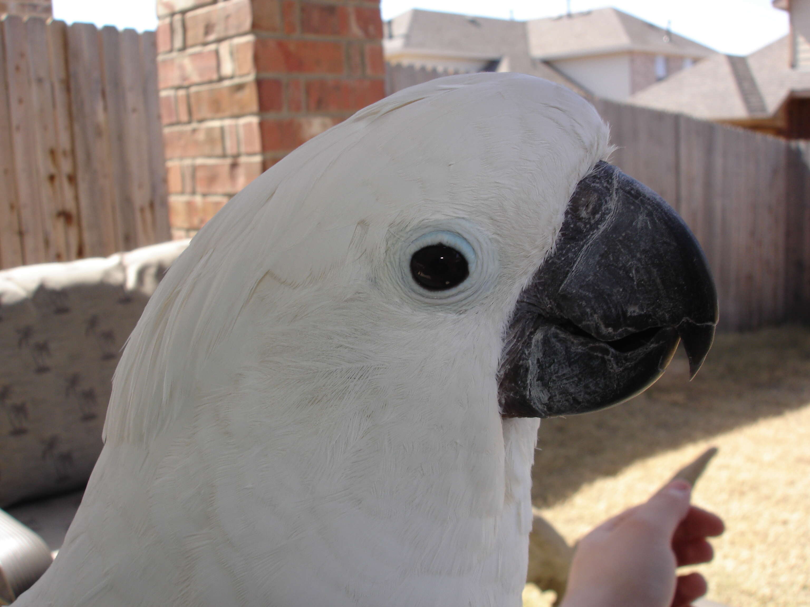 Cacatua alba (Müller & Pls 1776) resmi