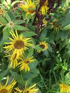 Image of Hooker's inula