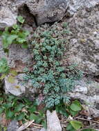 Imagem de Sedum dasyphyllum L.