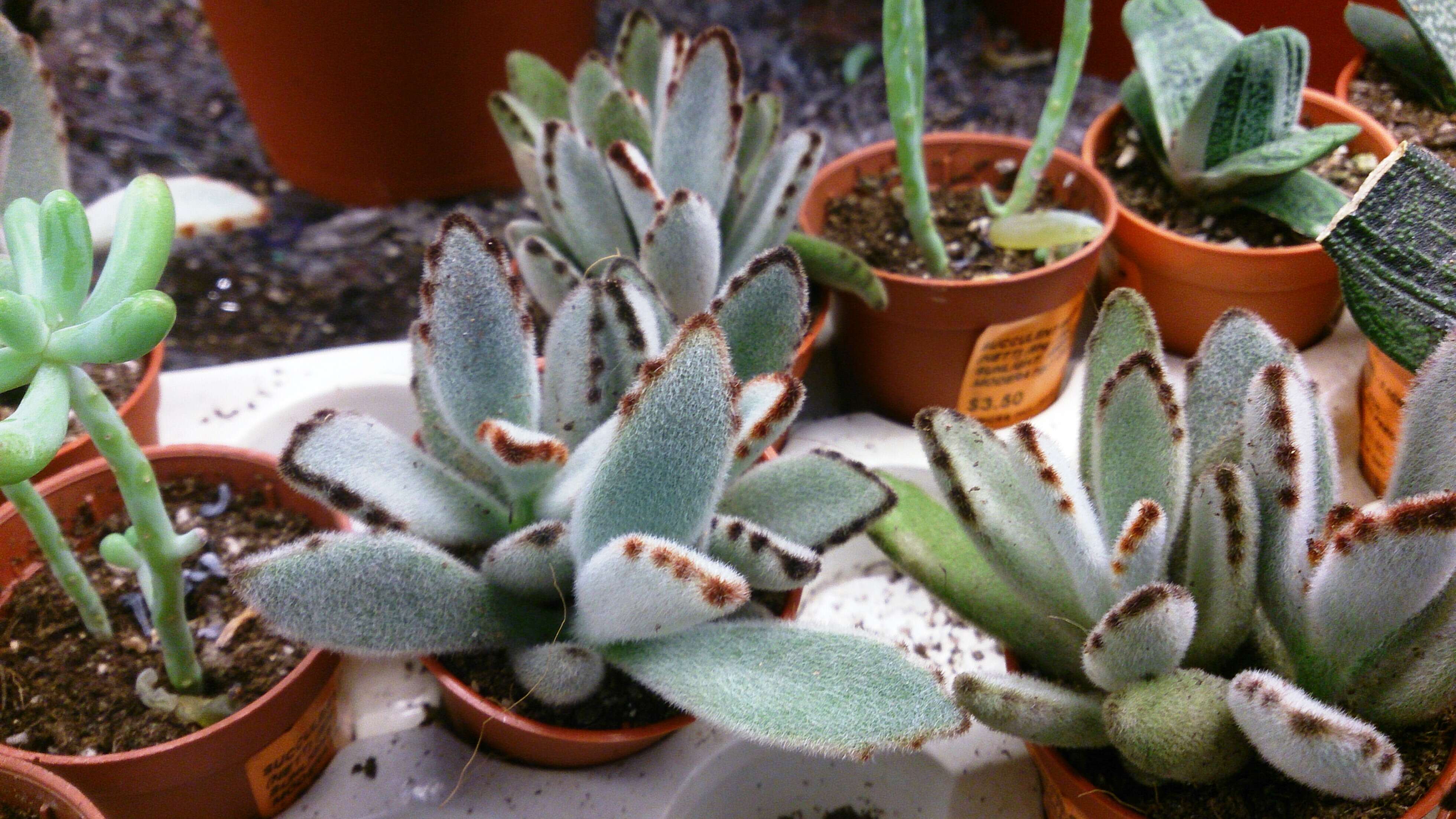 Image of Kalanchoe tomentosa Baker